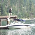Aug 7, 2014 - Emerald Bay - Dock Jumping - RJ (7)