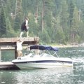 Aug 7, 2014 - Emerald Bay - Dock Jumping - RJ (8)