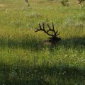 Aug 9, 2014 - Yellowstone (25)