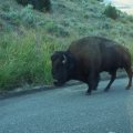 Aug 9, 2014 - Yellowstone (37)