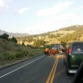 Aug 9, 2014 - Yellowstone (44)
