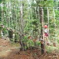 Aug 5, 2014 - Tree Top Adventures (7)