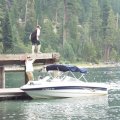 Aug 7, 2014 - Emerald Bay - Dock Jumping - RJ (7)