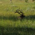 Aug 9, 2014 - Yellowstone (25)