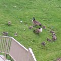 Geese Outside Apartment