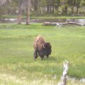 Buffalo (1)