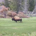 Buffalo (2)