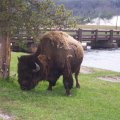Buffalo