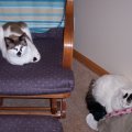 Mocha and Princess by rocking chair
