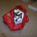 Mocha in plastic bag3
