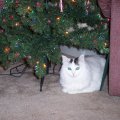 cat and the tree3